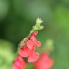 ABEILLE  semblant se reposer sur fleur de sauge. Jardin. LISE JALOUX